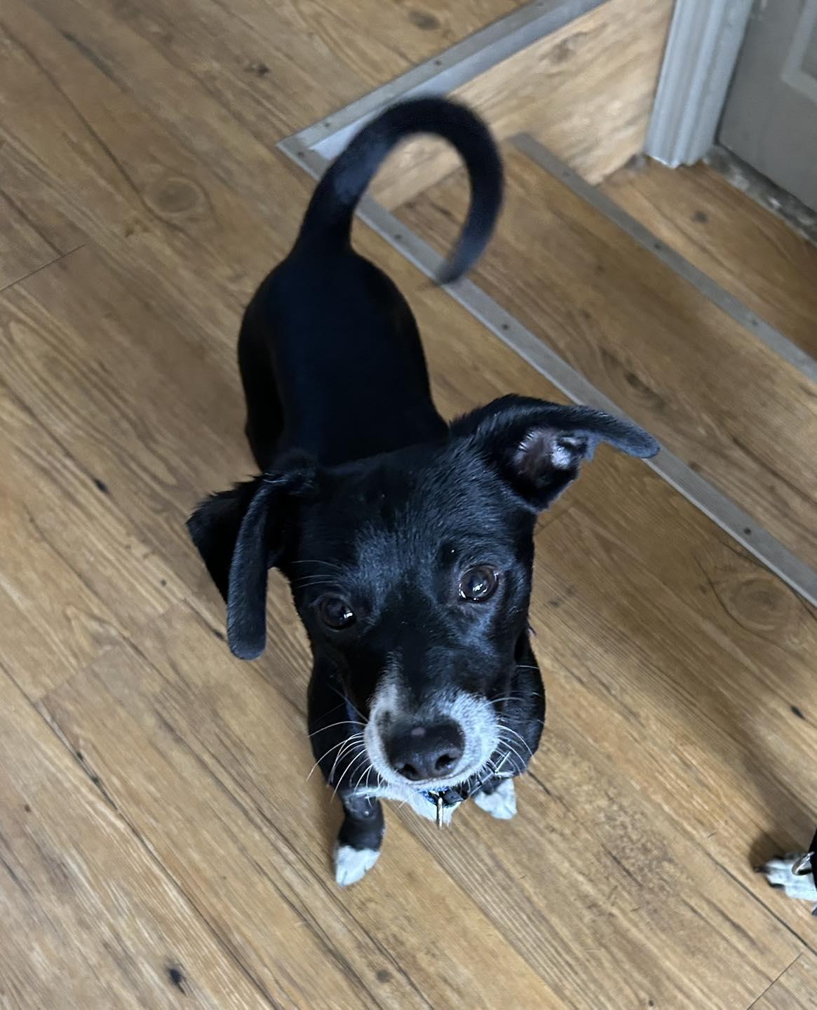 Enlarge Joey, an adopted mixed breed in Winsted, CT image 3/3