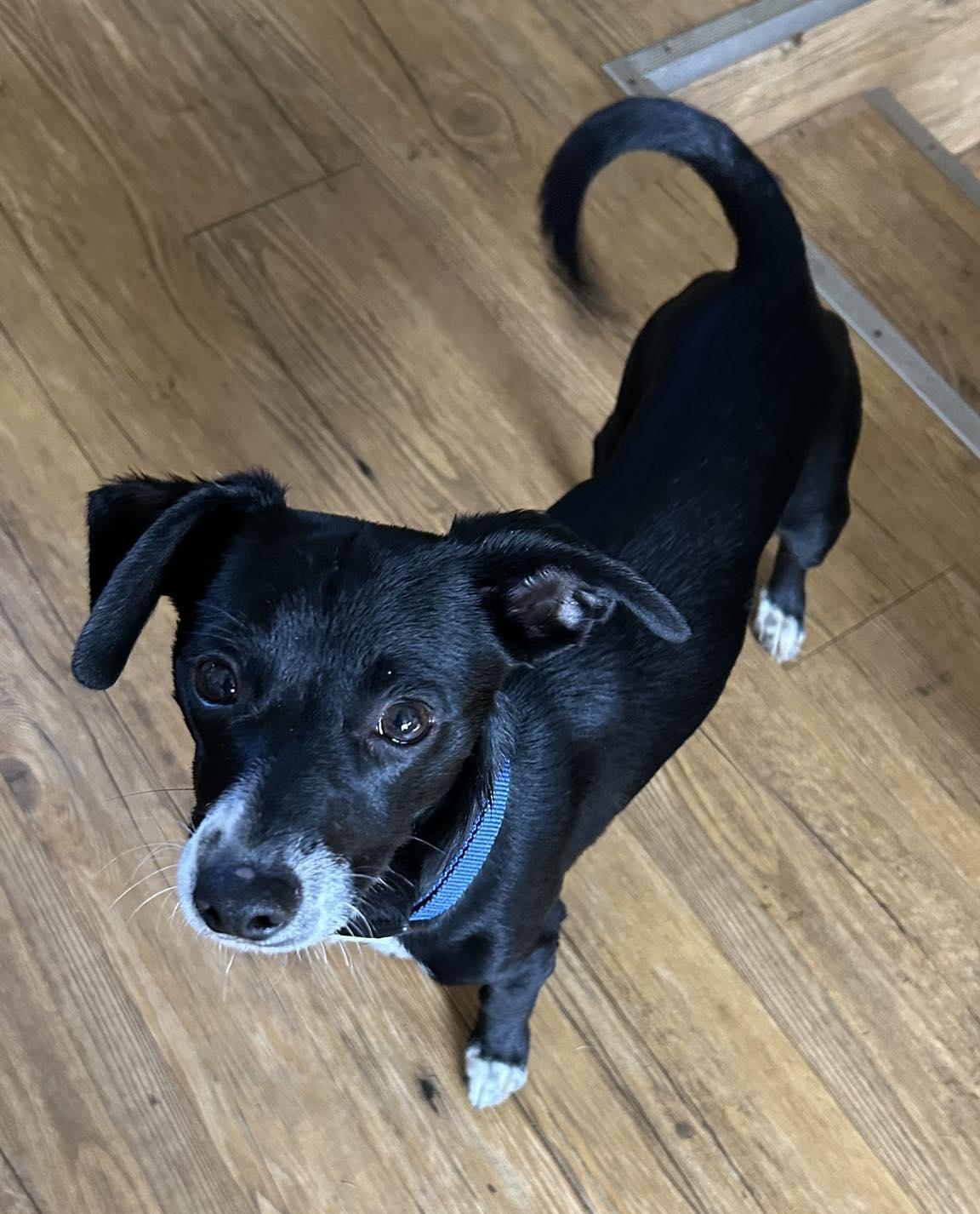 Joey, adopted, Puppy Male Chihuahua & Terrier.