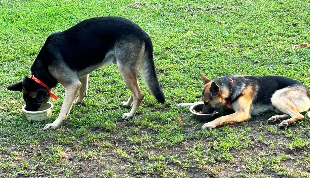 Seneca living in a home with dogs, cats and kids. Needs Rehoming, an adoptable German Shepherd Dog in Virginia Beach, VA image 4/4