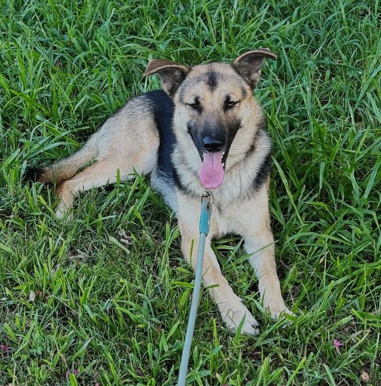 Seneca living in a home with dogs, cats and kids. Needs Rehoming, an adoptable German Shepherd Dog in Virginia Beach, VA image 3/4