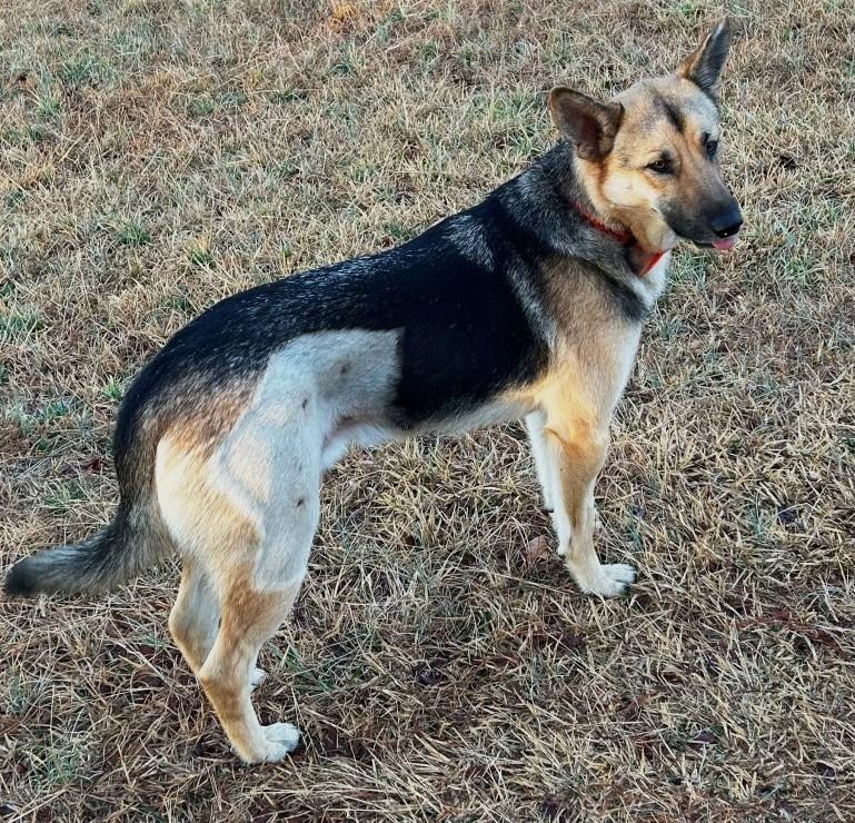 Seneca living in a home with dogs, cats and kids. Needs Rehoming, an adoptable German Shepherd Dog in Virginia Beach, VA image 1/4