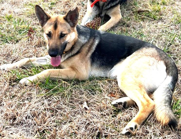 Seneca living in a home with dogs, cats and kids. Needs Rehoming, an adoptable German Shepherd Dog in Virginia Beach, VA image 2/4