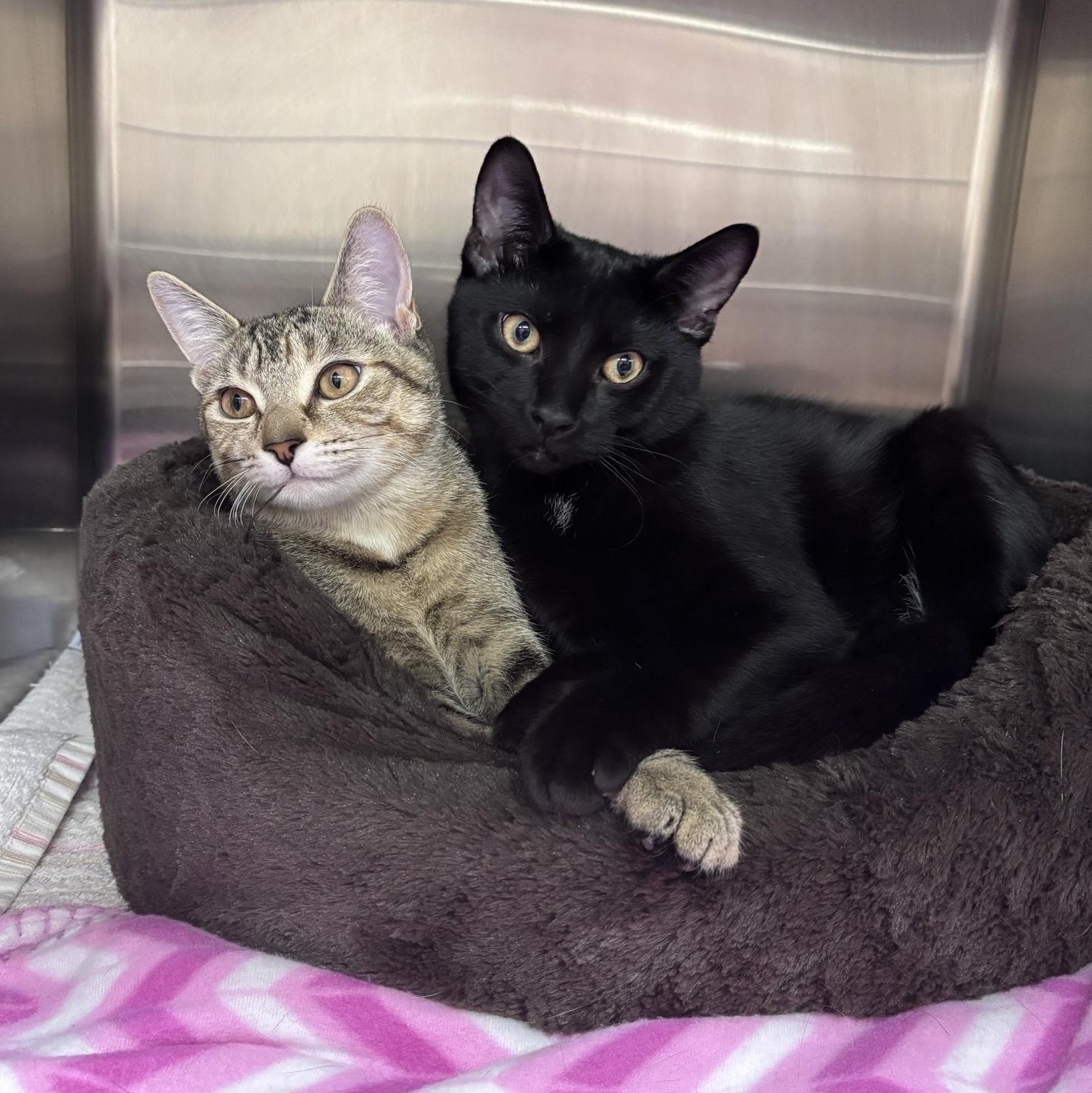 Eden & Enzo, ADOPTABLE, Young Female Domestic Short Hair.