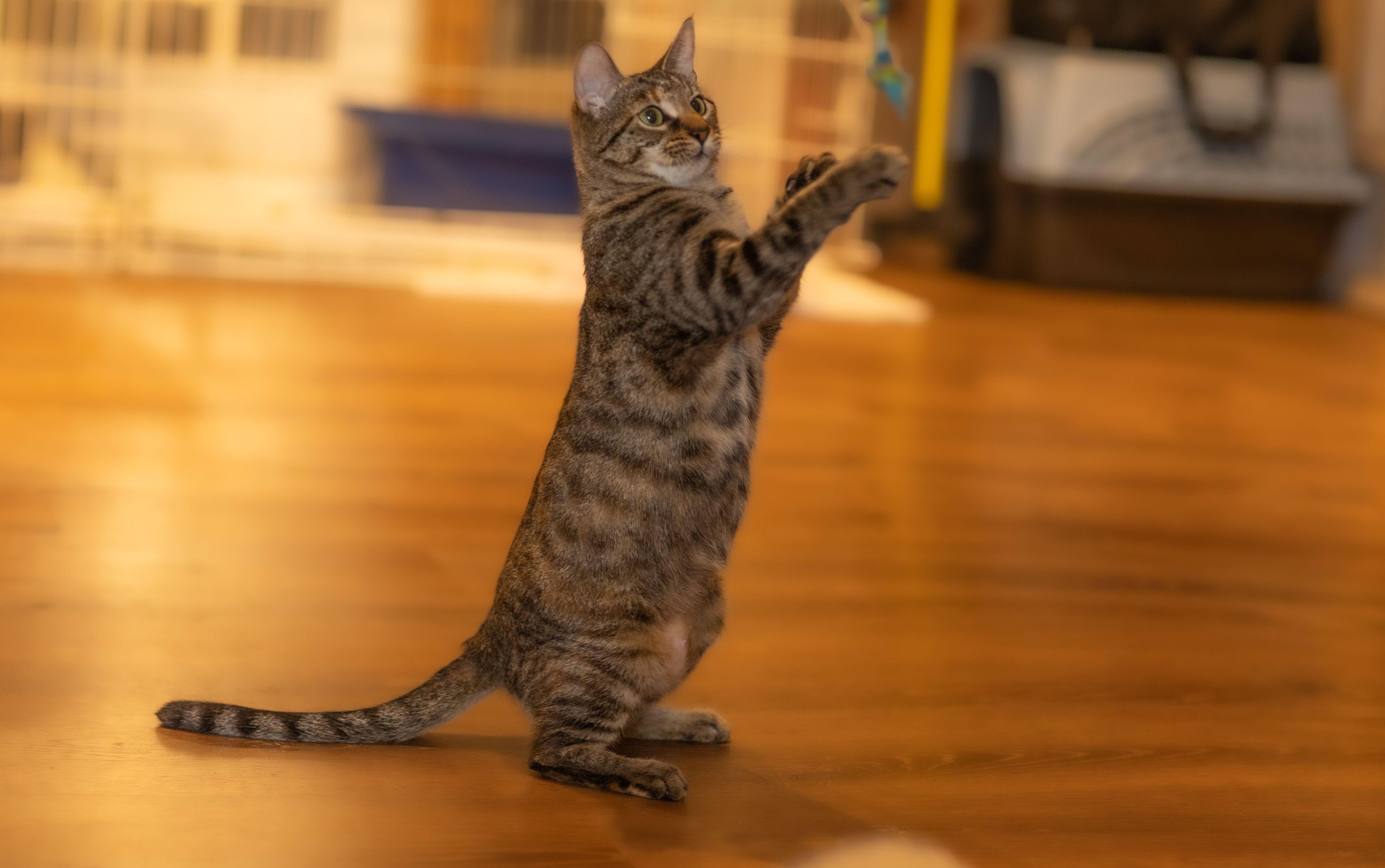 Cora, Adoptable, Adult Female Domestic Short Hair.