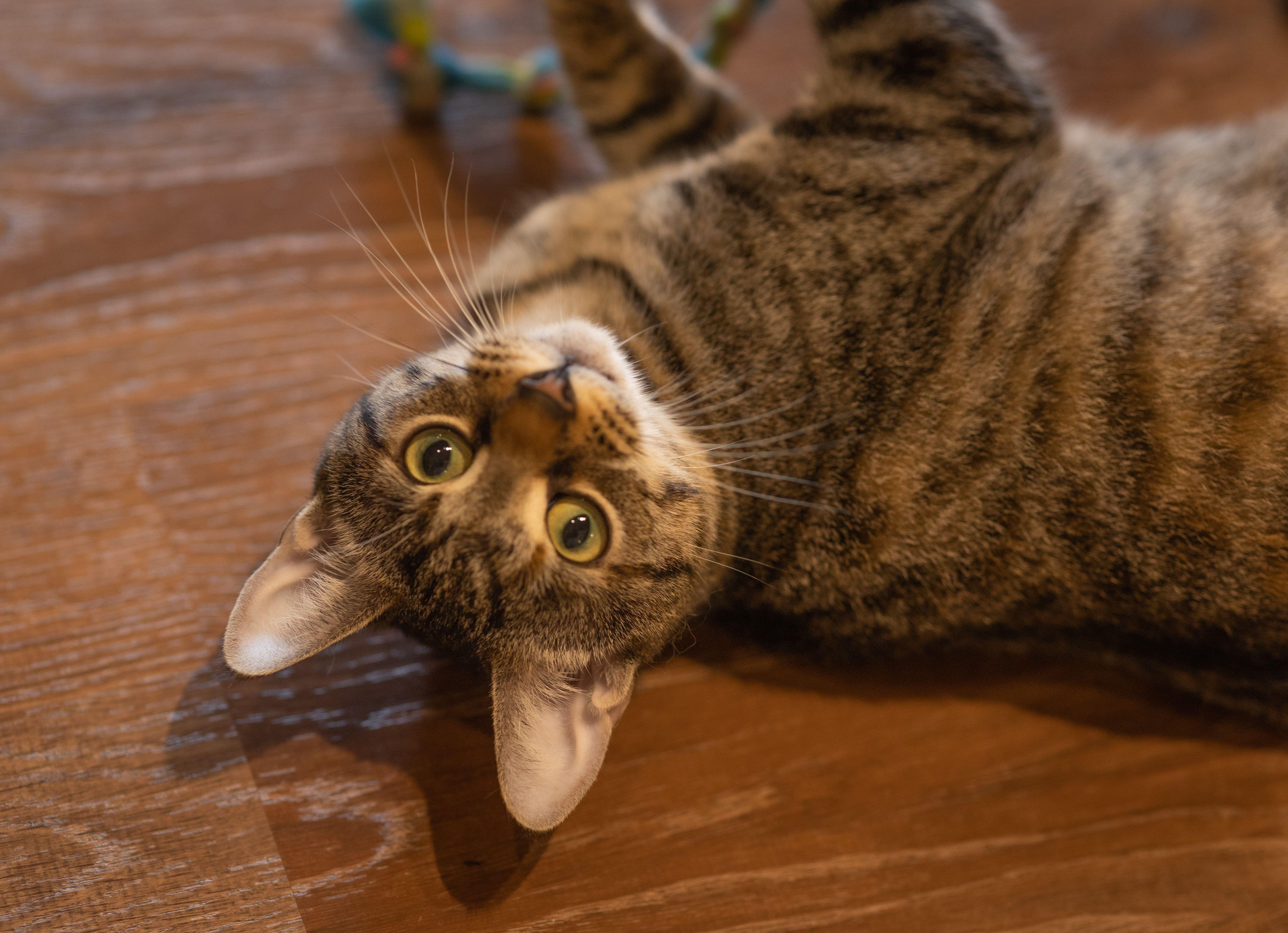 Cora, a Adoptable Domestic Short Hair image 3/3