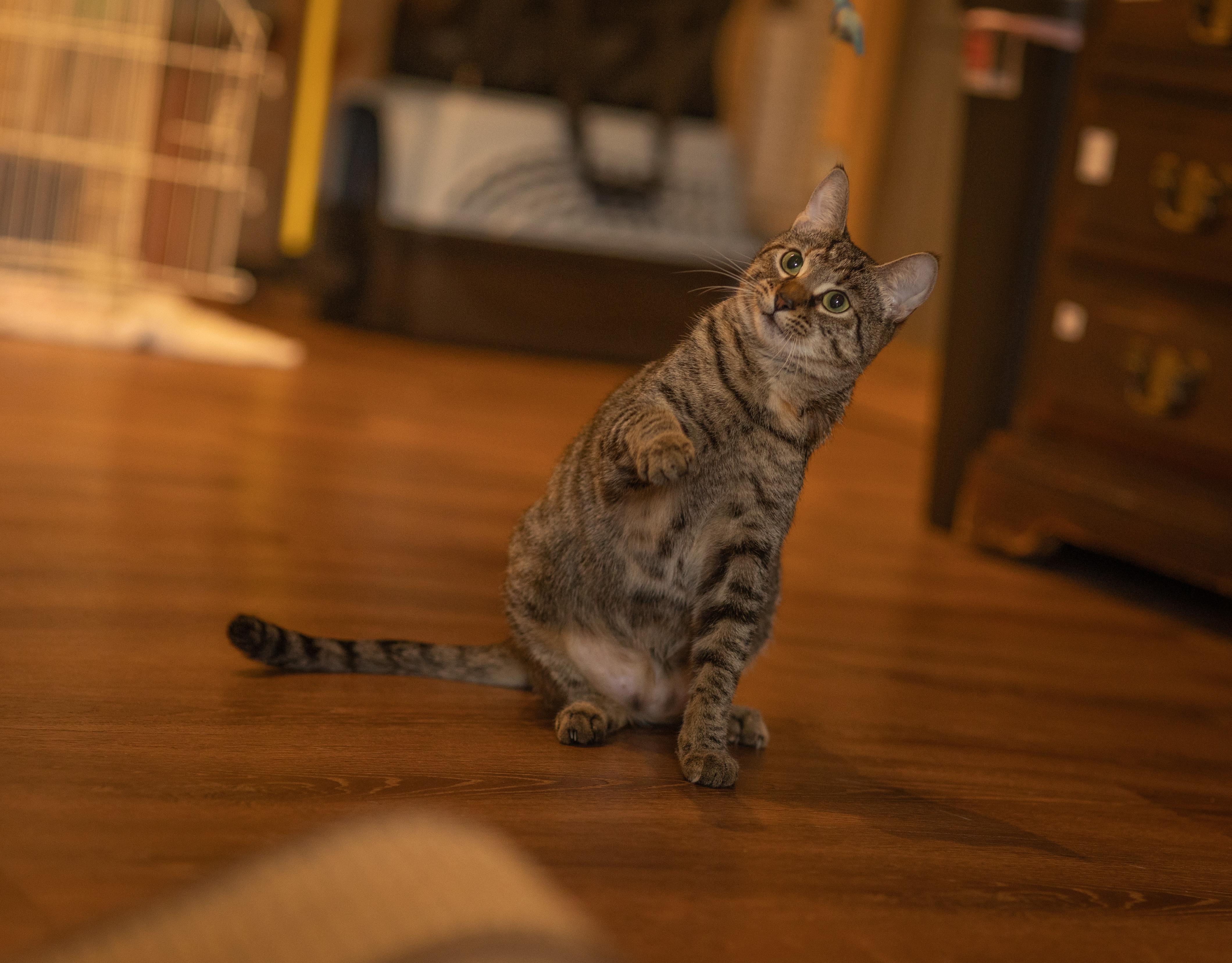 Cora, a Adoptable Domestic Short Hair image 2/3