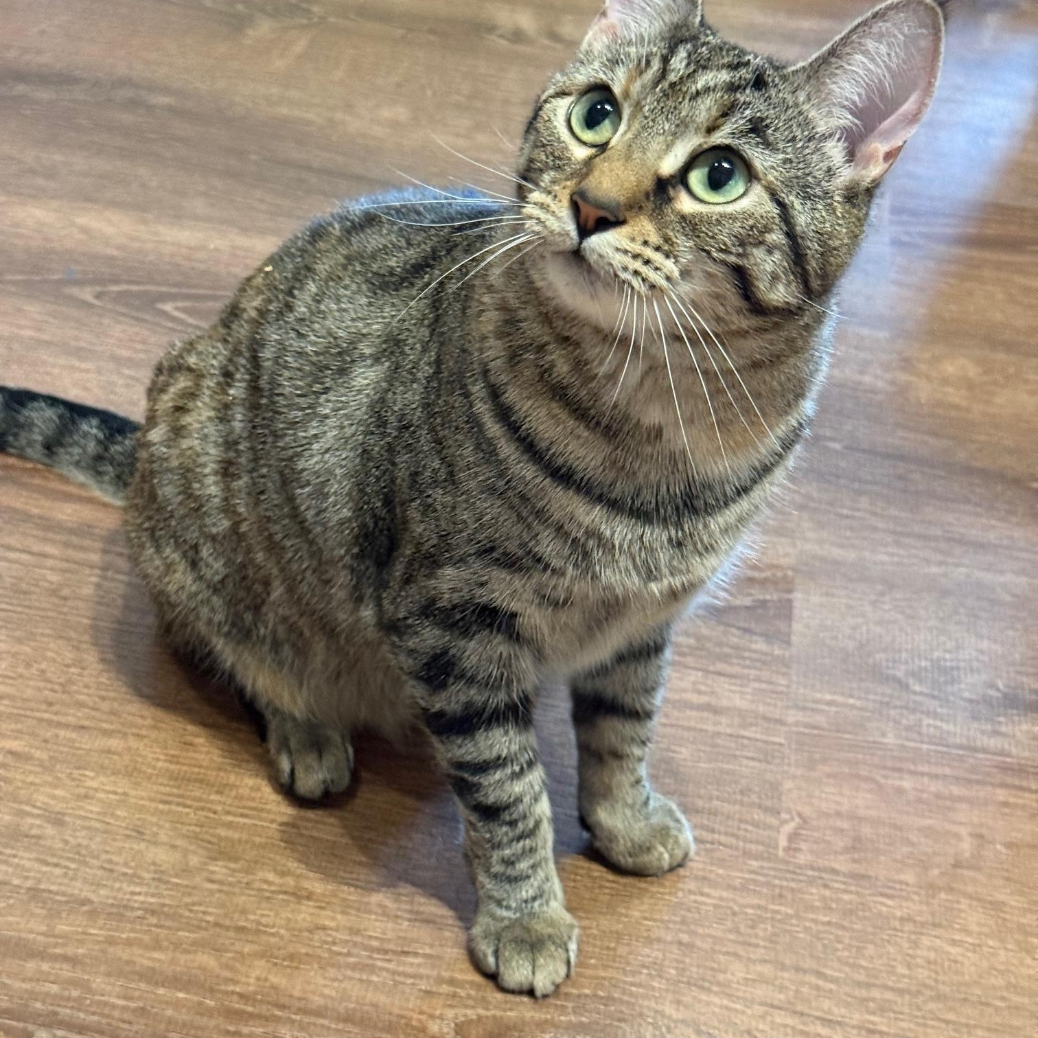 Enlarge Cora, a Adoptable Domestic Short Hair in Wells, ME image 2/4