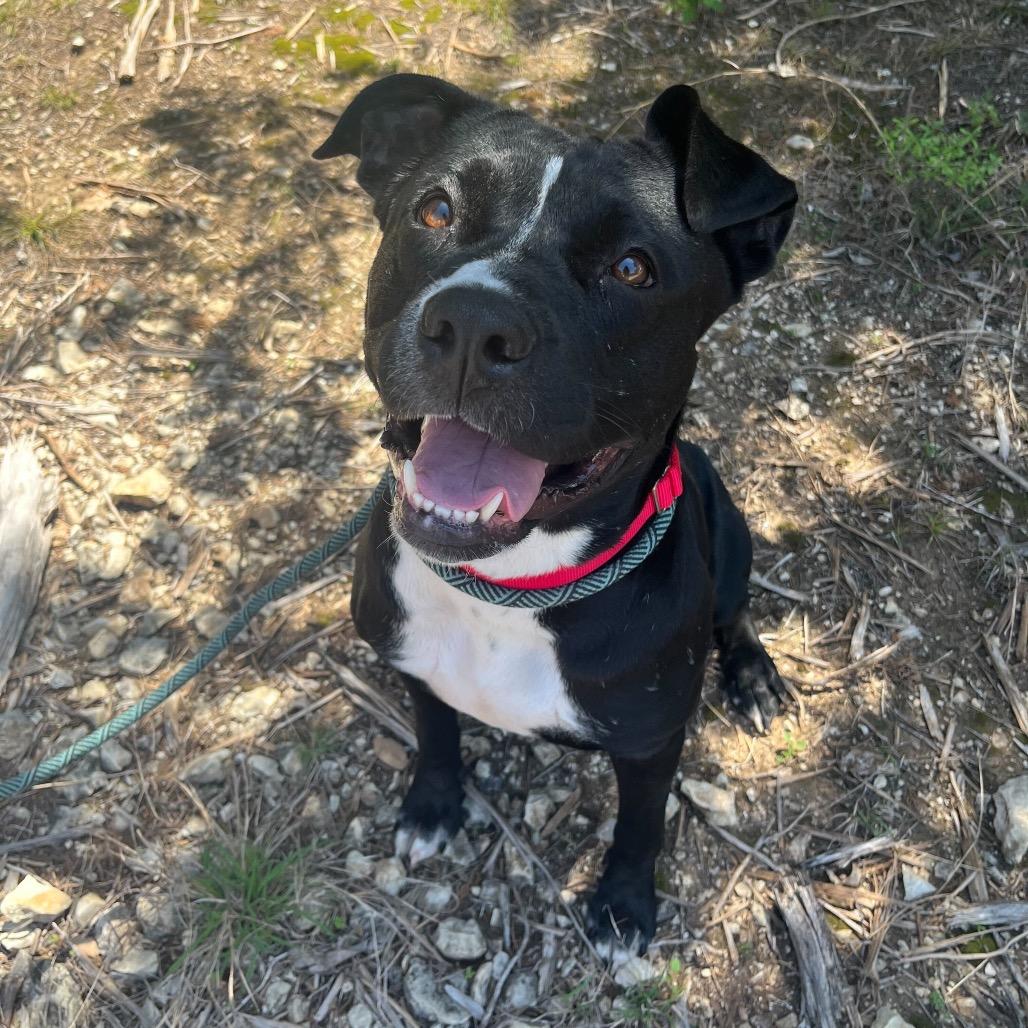 Rosie, Adoptable, Adult Female Pit Bull Terrier.