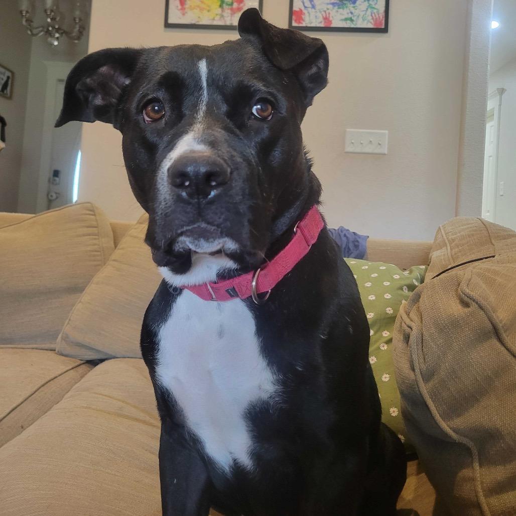 Enlarge Rosie, a Adoptable Pit Bull Terrier in Waco, TX image 3/6