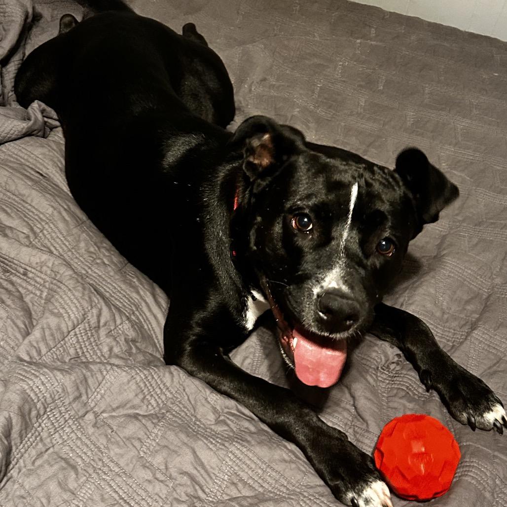 Enlarge Rosie, a Adoptable Pit Bull Terrier in Waco, TX image 5/6