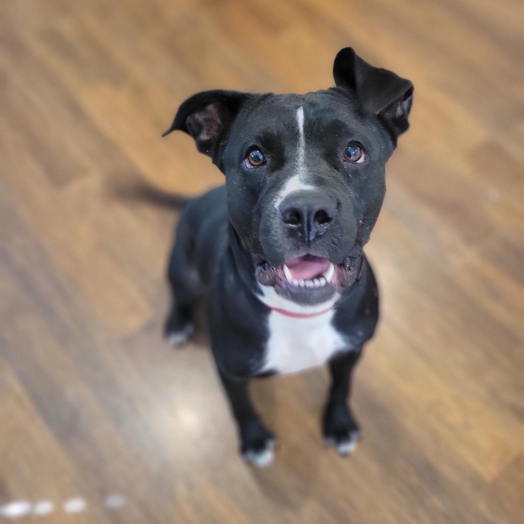 Enlarge Rosie, a Adoptable Pit Bull Terrier in Waco, TX image 6/6