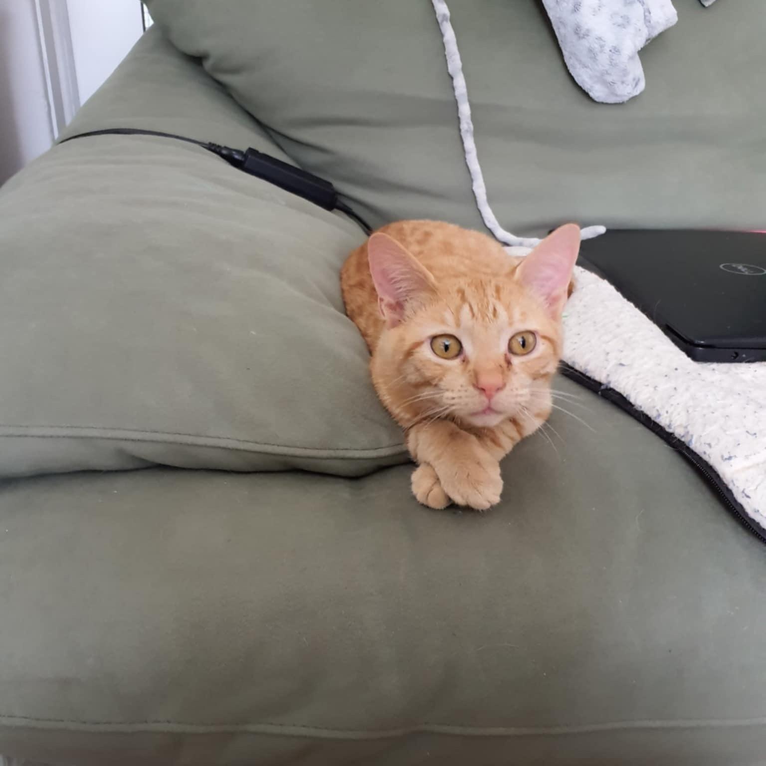 Beau, a Adoptable Domestic Short Hair in Greensboro, NC image 2/3