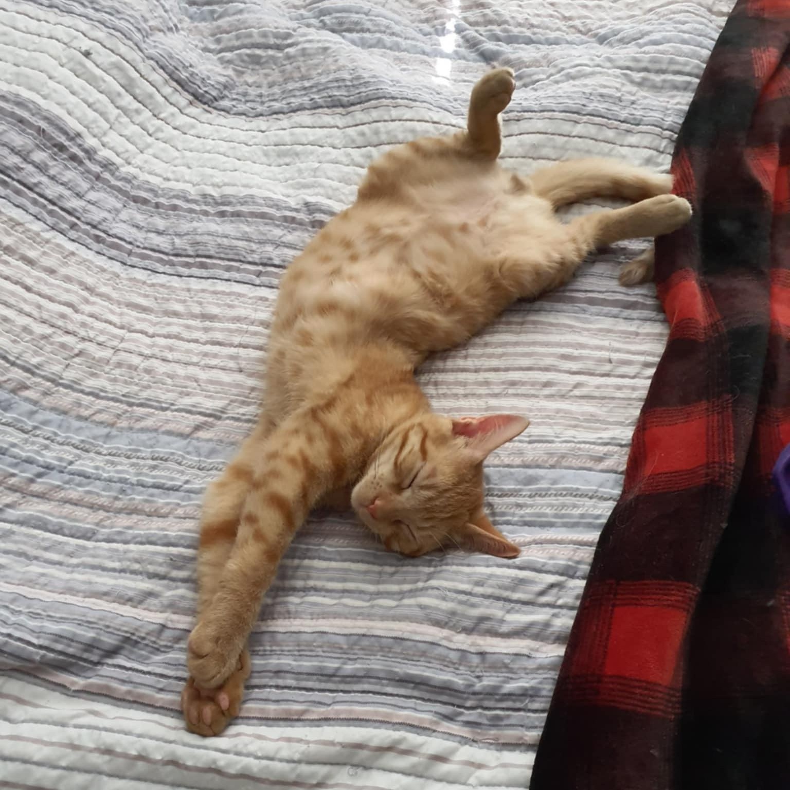 Beau, a Adoptable Domestic Short Hair in Greensboro, NC image 3/3