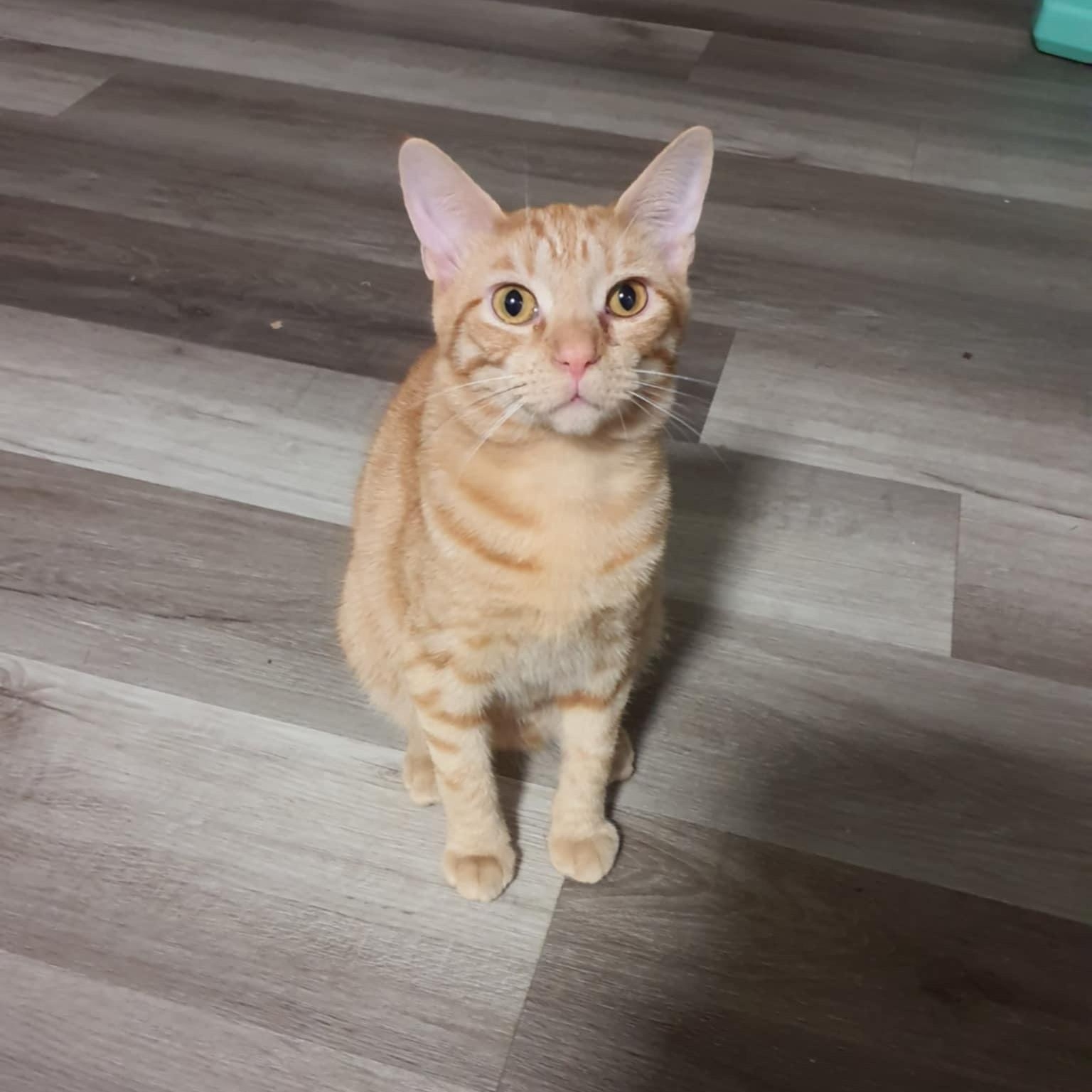 Beau, a Adoptable Domestic Short Hair in Greensboro, NC image 1/3