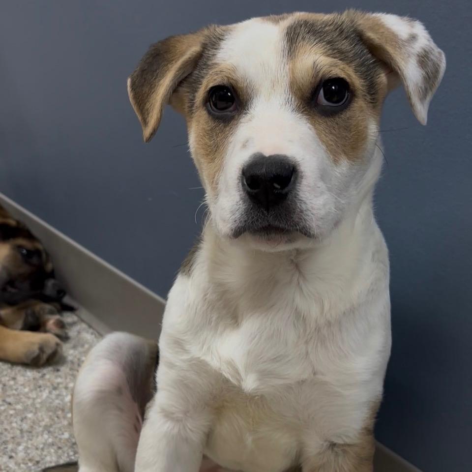 Enlarge Boone, a Adoptable mixed breed in Detroit Lakes, MN image 1/4