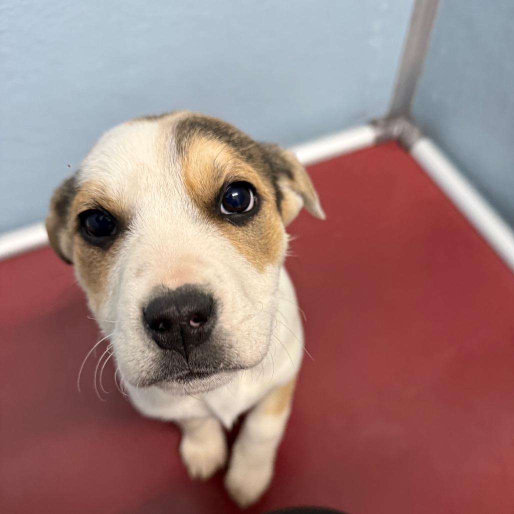 Enlarge Boone, a Adoptable mixed breed in Detroit Lakes, MN image 3/4