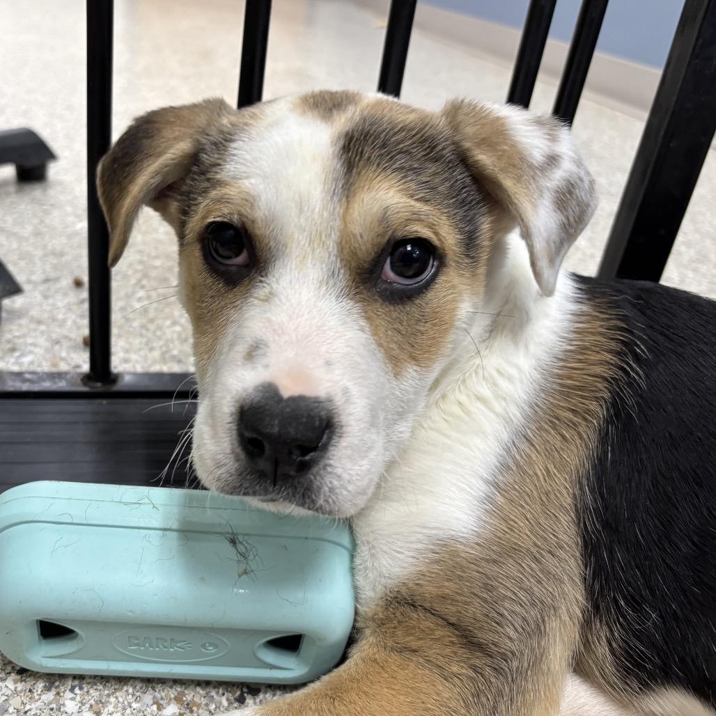 Enlarge Boone, a Adoptable mixed breed in Detroit Lakes, MN image 4/4