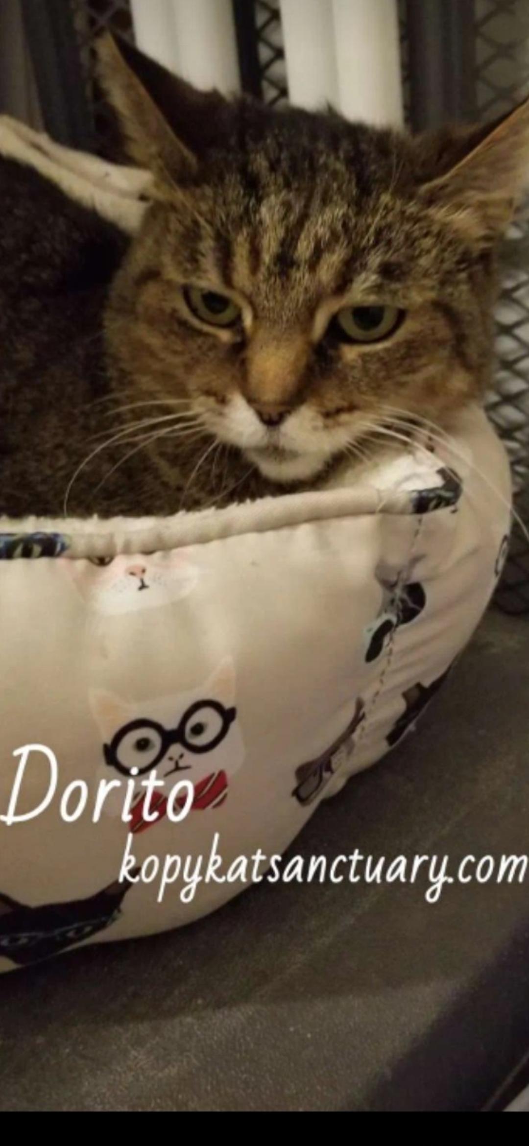 Enlarge Dorito, an adopted mixed breed in Delmont, PA image 2/2