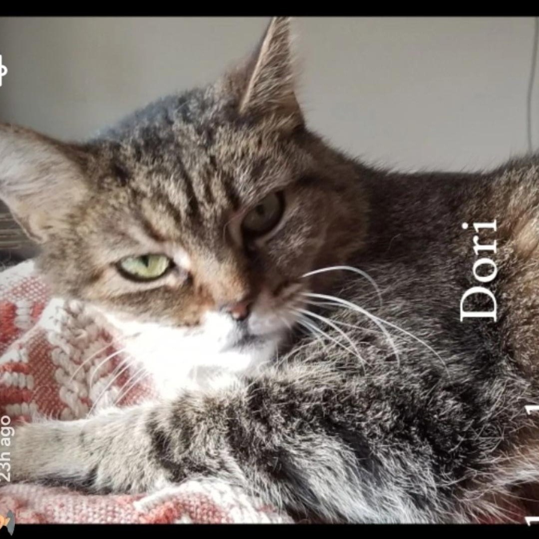 Dorito, adopted, Adult Female Domestic Short Hair.