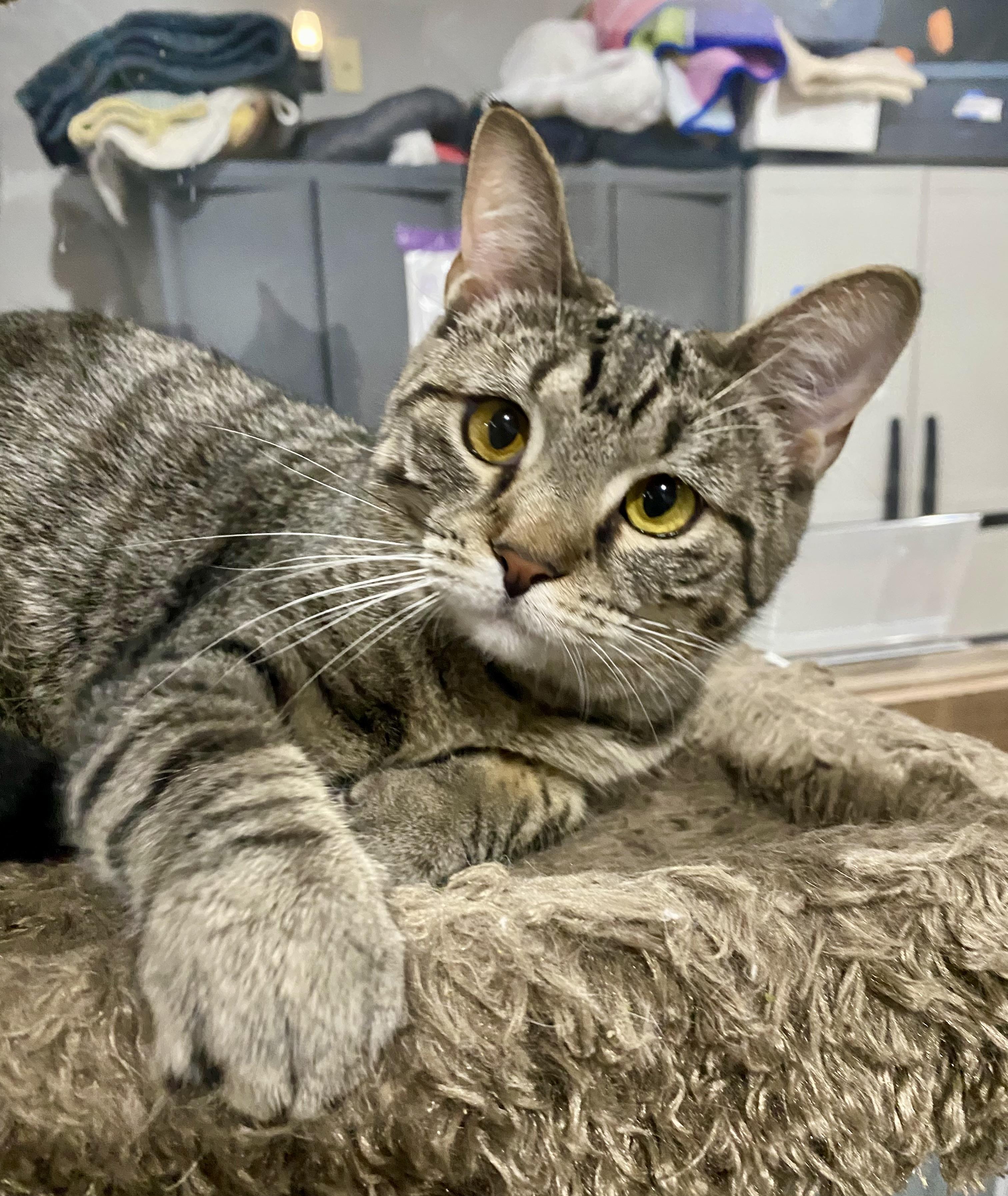 Enlarge Winky, a Adoptable Domestic Short Hair in Fredericksburg, OH image 1/6