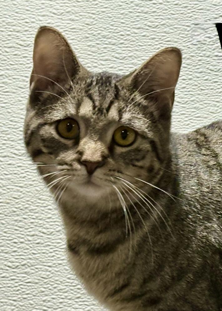 Winky, a Adoptable Domestic Short Hair in Fredericksburg, OH image 4/6