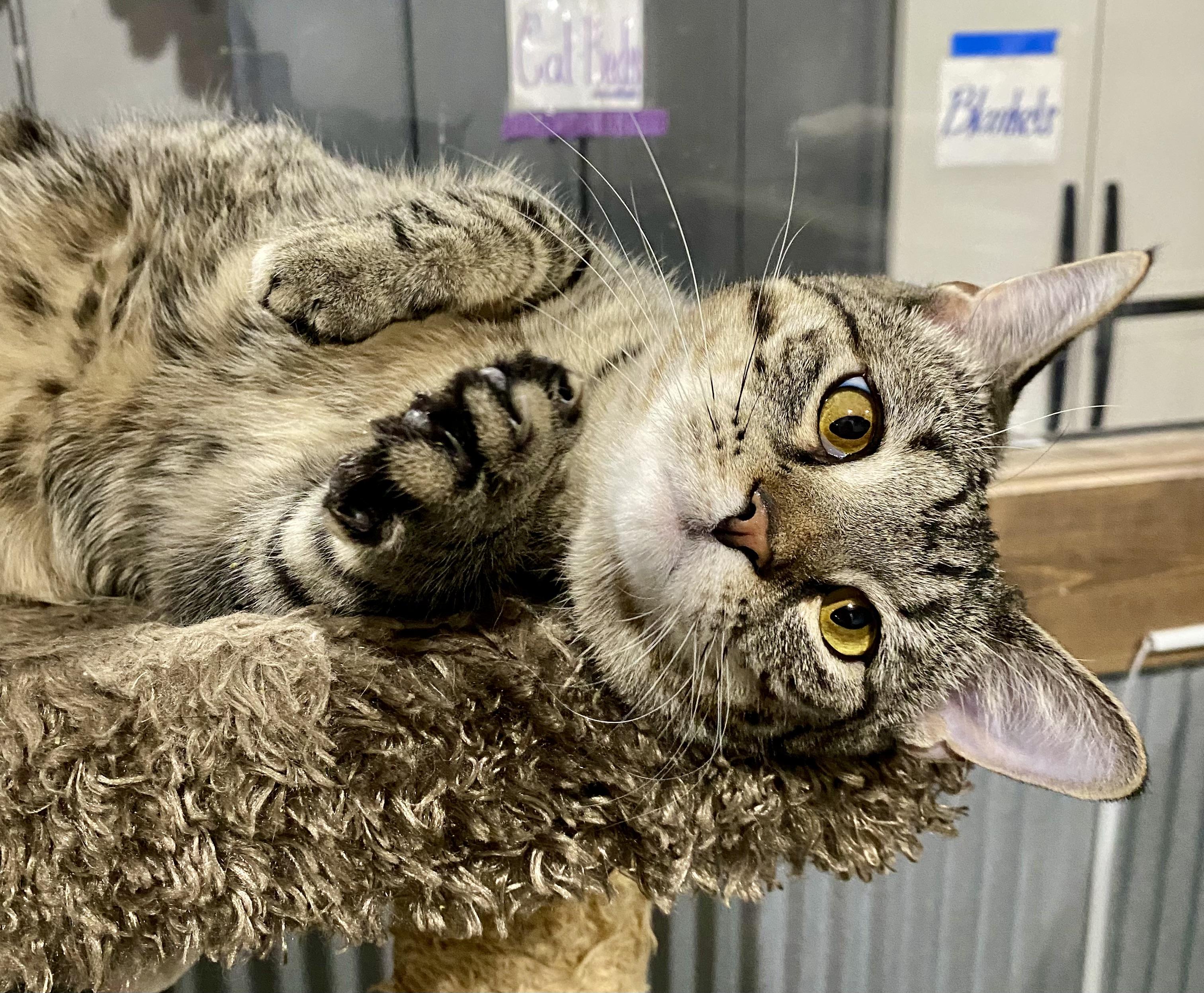 Enlarge Winky, a Adoptable Domestic Short Hair in Fredericksburg, OH image 6/6