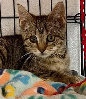 Winky, a Adoptable Domestic Short Hair in Fredericksburg, OH image 2/6