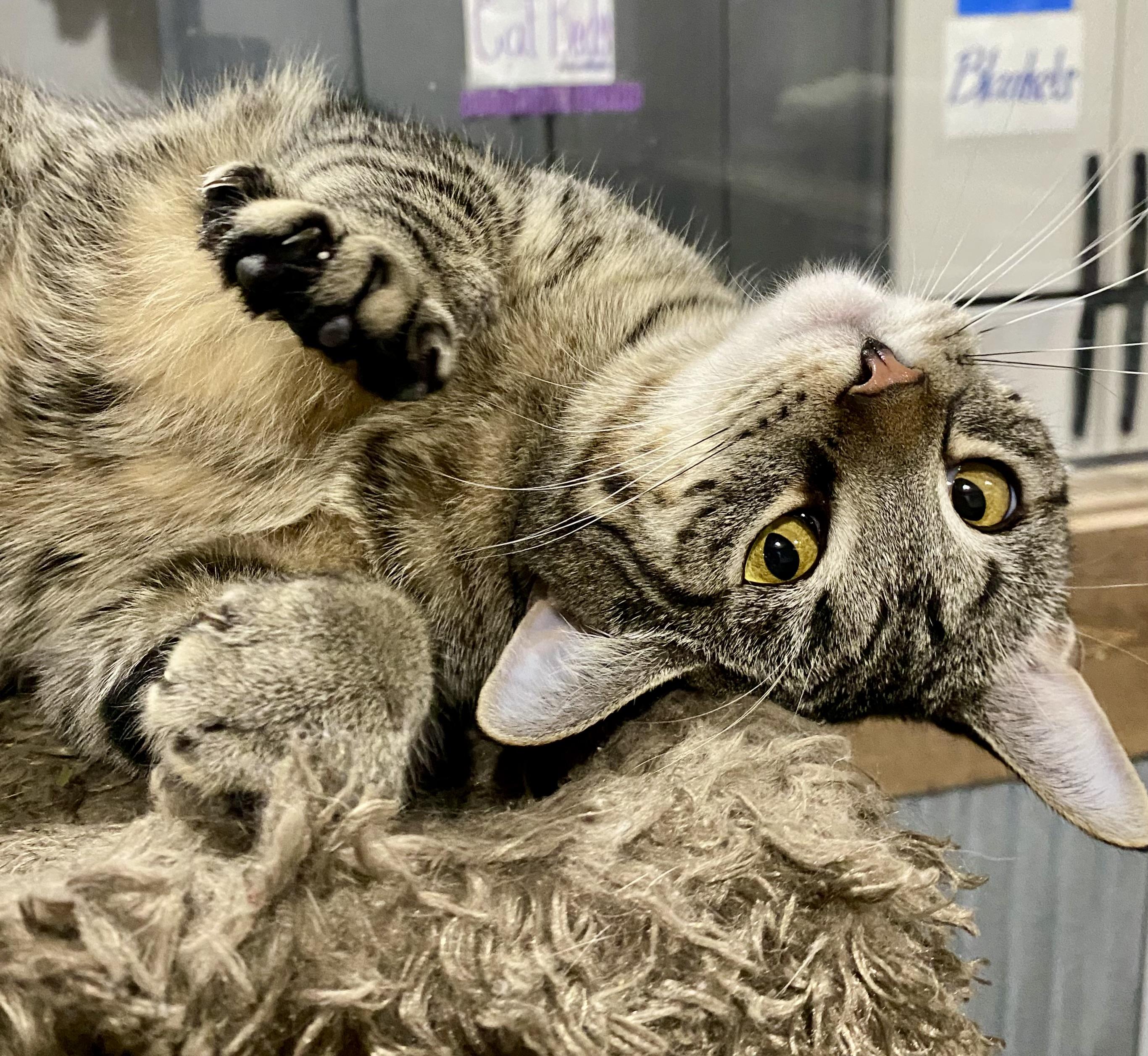 Enlarge Winky, a Adoptable Domestic Short Hair in Fredericksburg, OH image 5/6