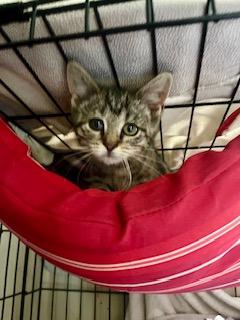 Winky, a Adoptable Domestic Short Hair in Fredericksburg, OH image 5/6