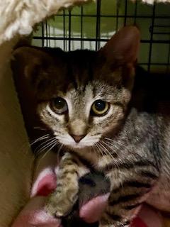 Winky, a Adoptable Domestic Short Hair in Fredericksburg, OH image 3/6