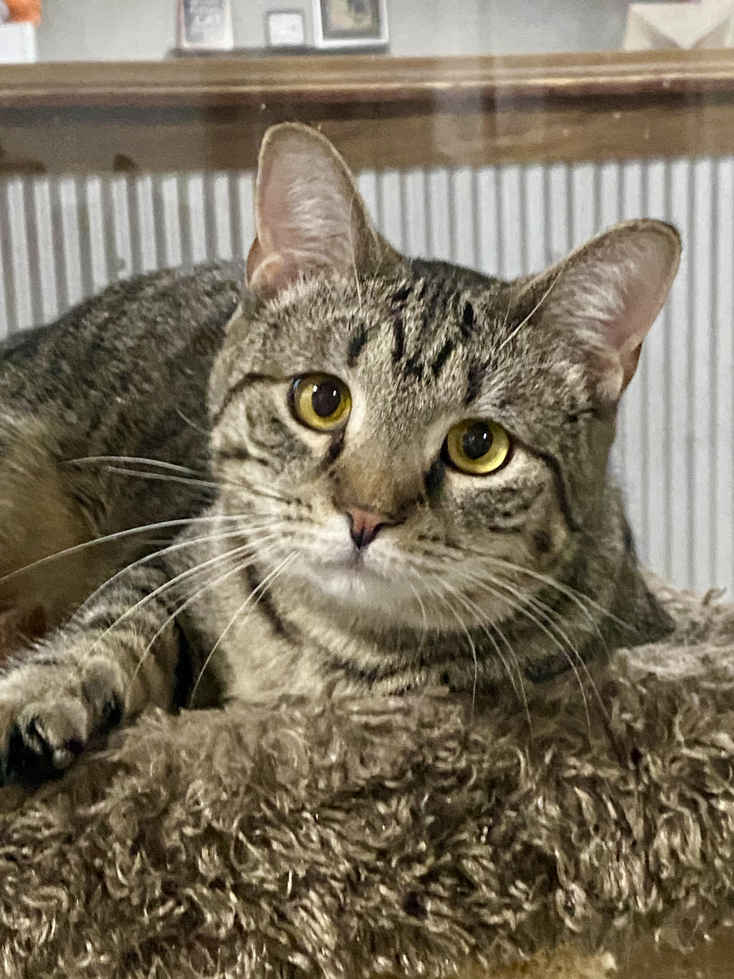Enlarge Winky, a Adoptable Domestic Short Hair in Fredericksburg, OH image 4/6
