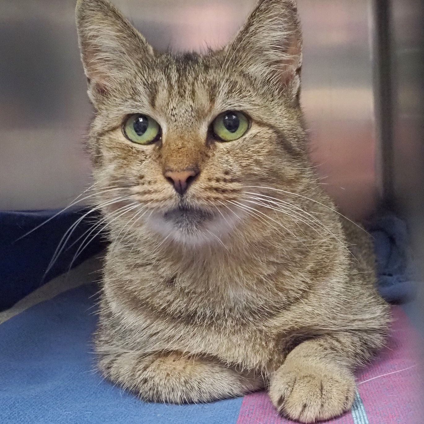 Cat for adoption Lavender, a Domestic Short Hair in Cape May Court