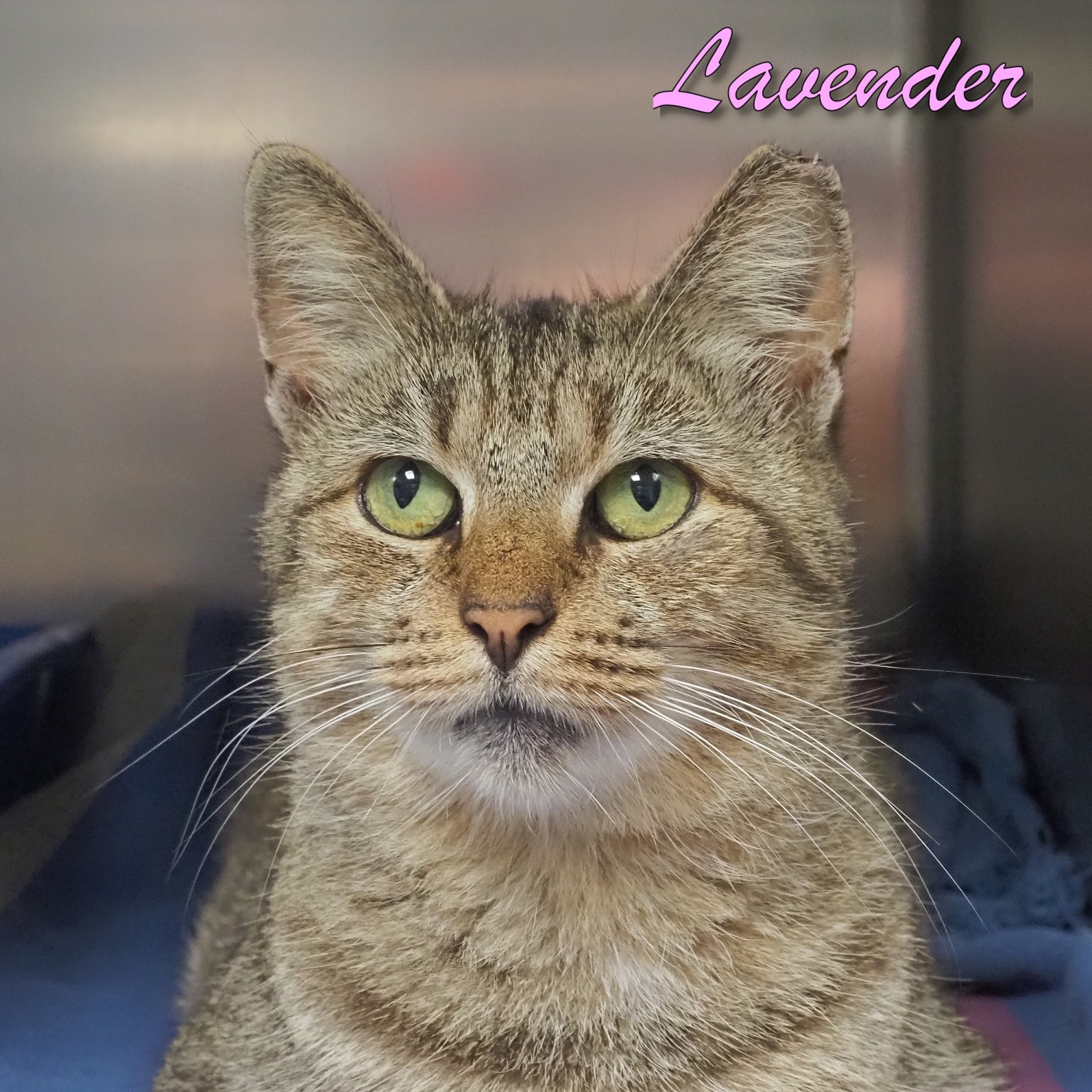 Cat for adoption Lavender, a Domestic Short Hair in Cape May Court