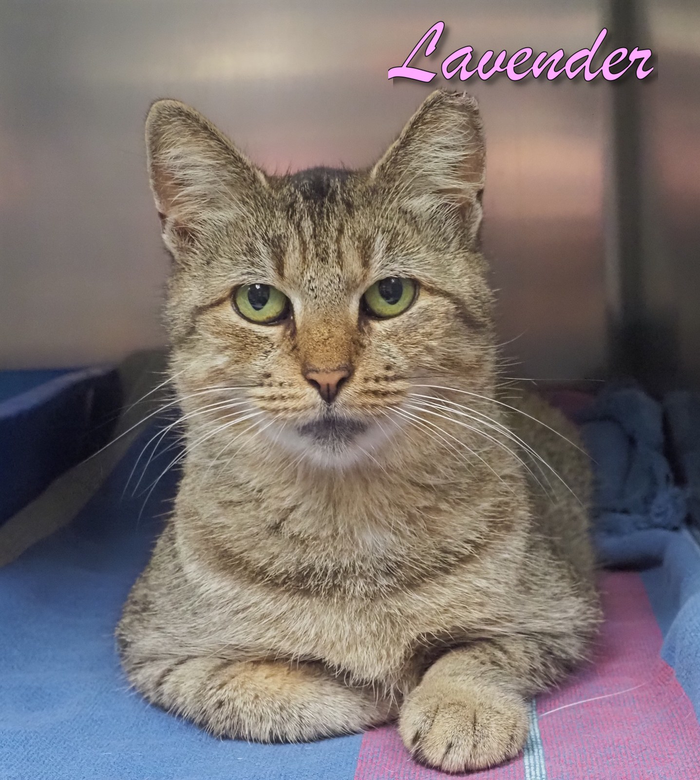 Cat for adoption Lavender, a Domestic Short Hair in Cape May Court