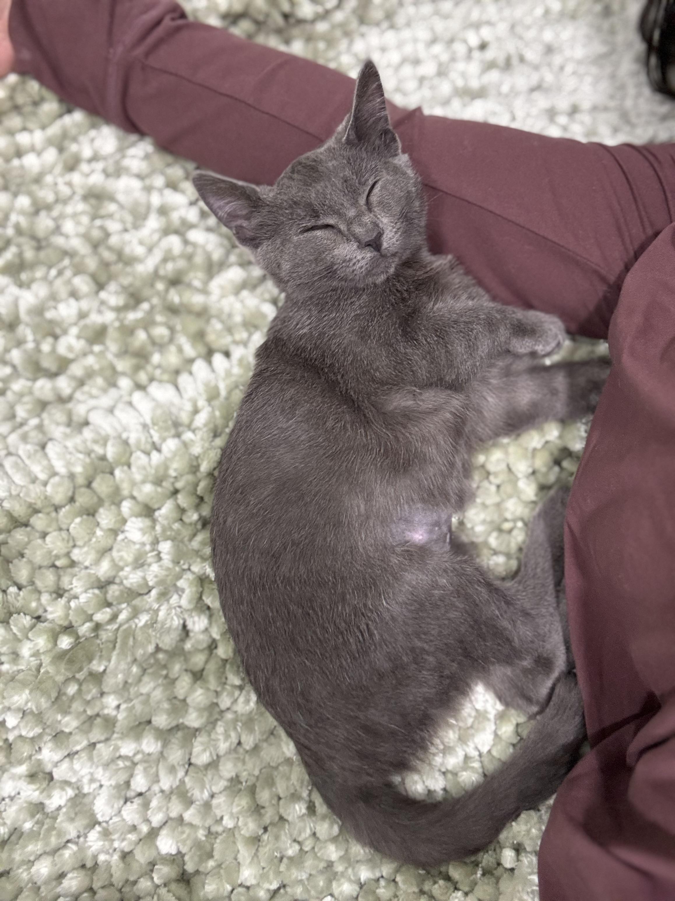 Enlarge Shiny, an adopted mixed breed in GARDEN GROVE, CA image 4/4