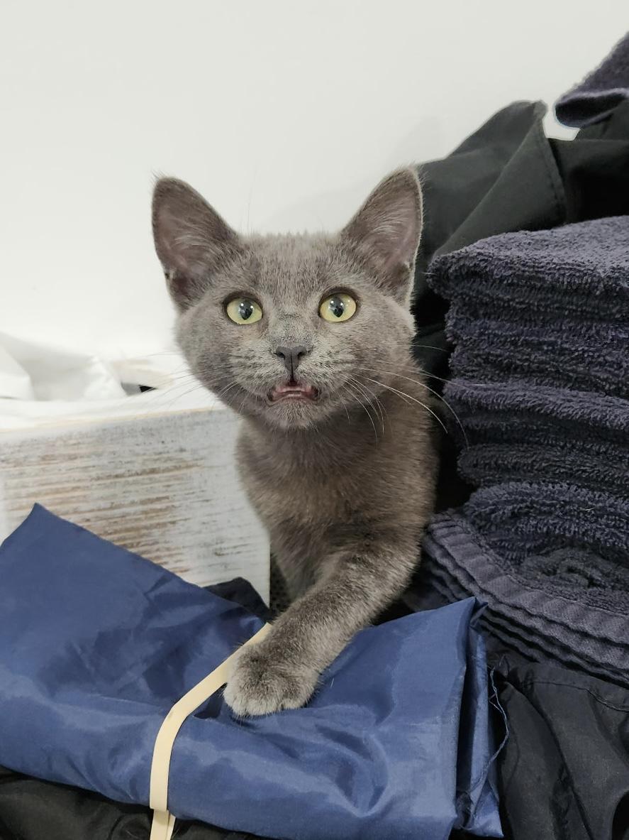 Enlarge Shiny, an adopted mixed breed in GARDEN GROVE, CA image 3/4