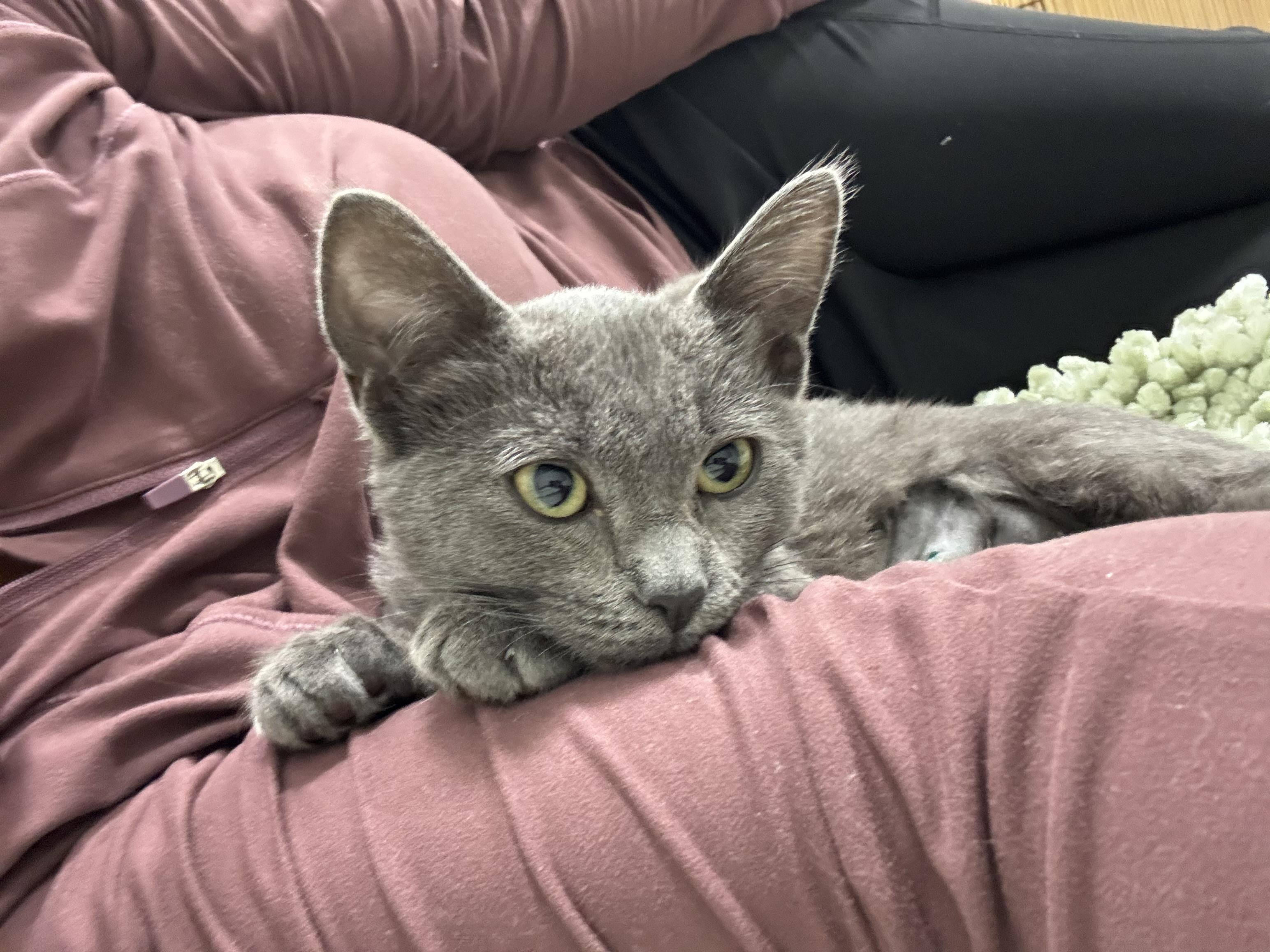 Enlarge Shiny, an adopted mixed breed in GARDEN GROVE, CA image 2/4