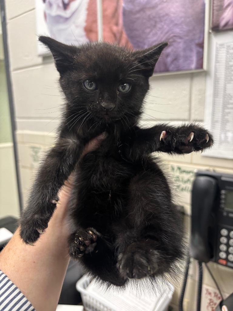 C790-25, Adoptable, Young Male Domestic Short Hair.