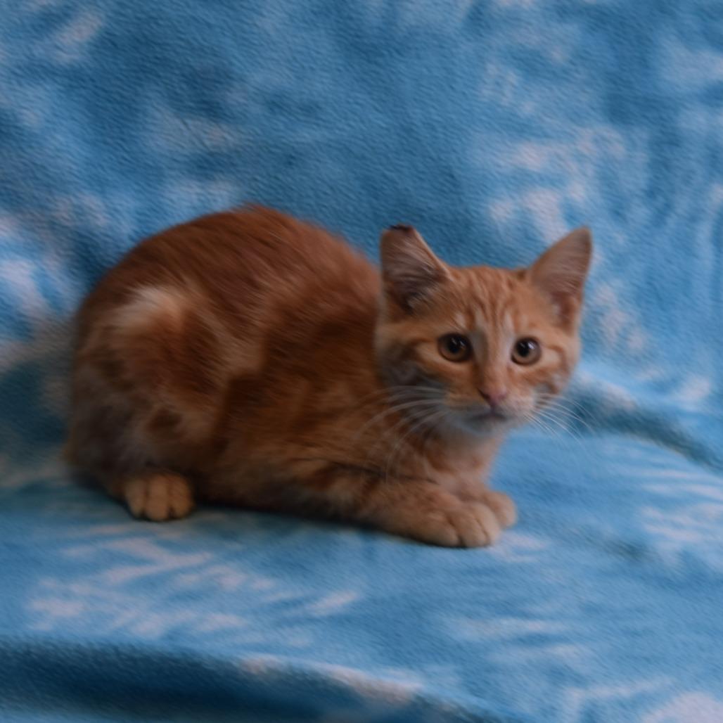 Enlarge Clementine, a Adoptable Domestic Short Hair in Eureka, CA image 1/3