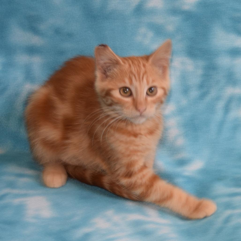 Enlarge Clementine, a Adoptable Domestic Short Hair in Eureka, CA image 2/3