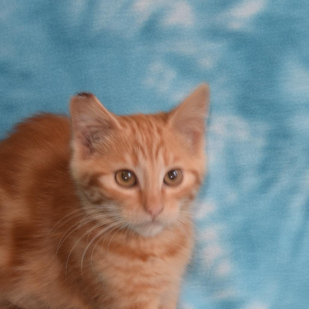 Enlarge Clementine, a Adoptable Domestic Short Hair in Eureka, CA image 3/3