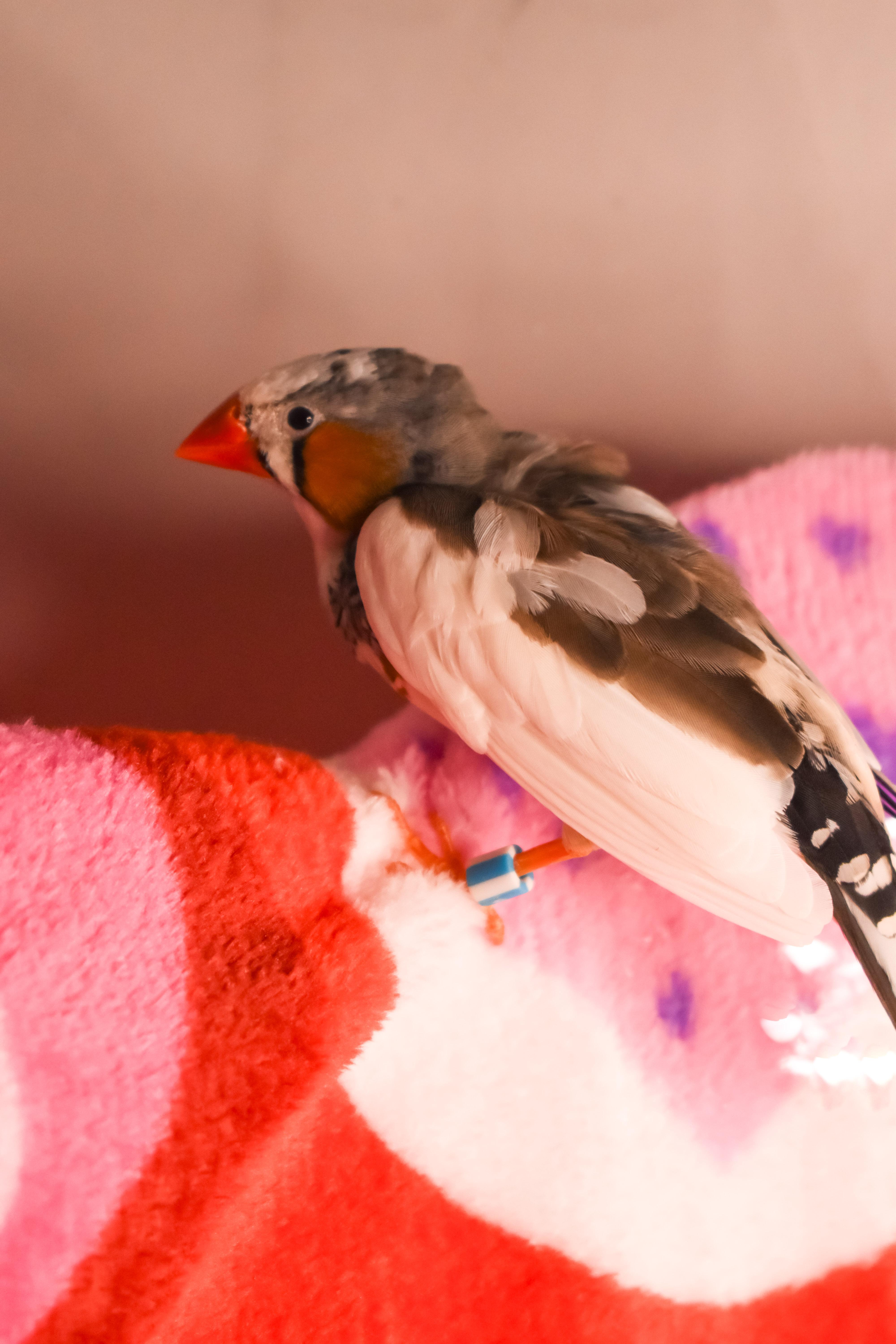 Enlarge Zebra Finches, a Adoptable Finch in Waukesha, WI image 5/5
