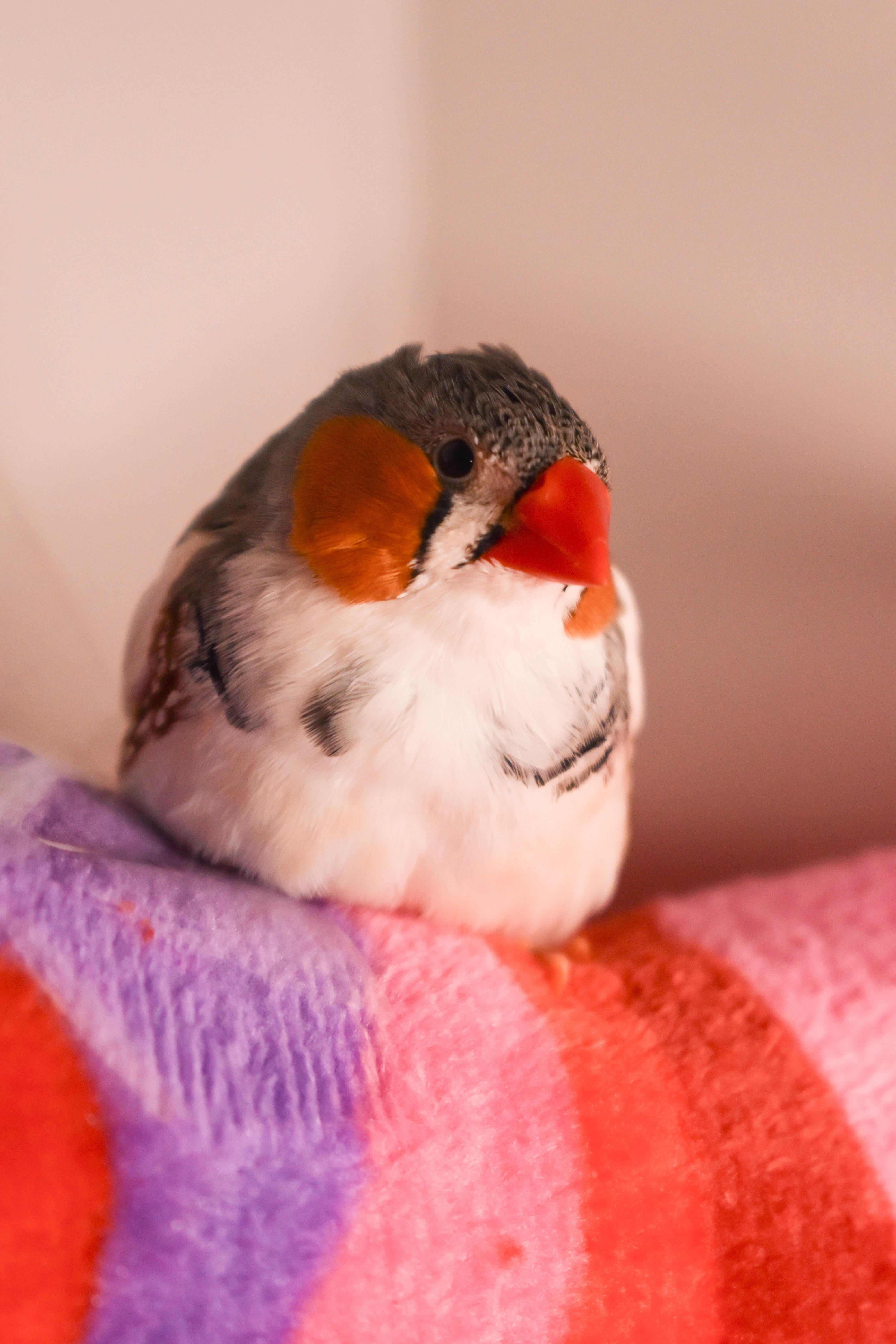 Enlarge Zebra Finches, a Adoptable Finch in Waukesha, WI image 4/5