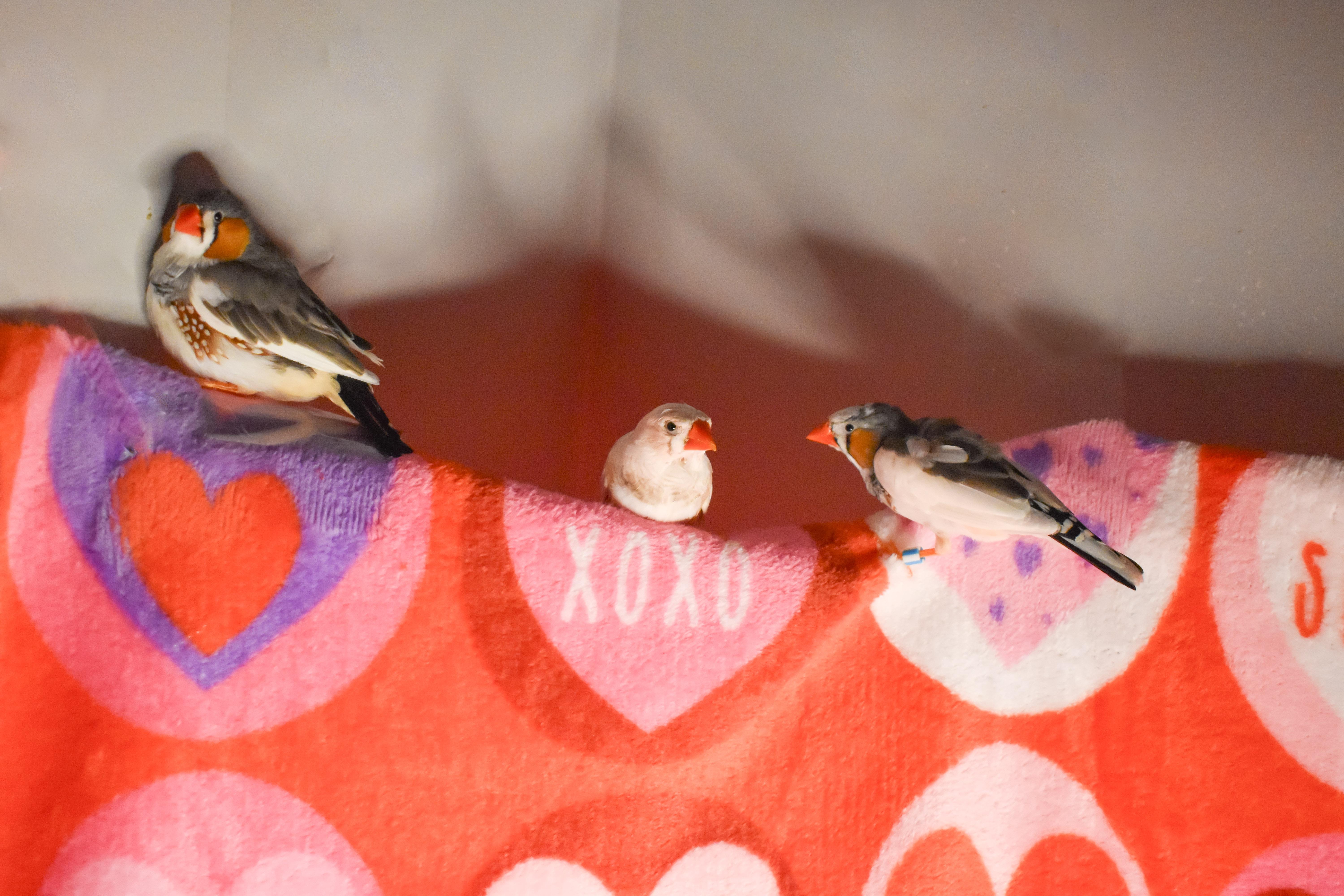 Enlarge Zebra Finches, a Adoptable Finch in Waukesha, WI image 1/5