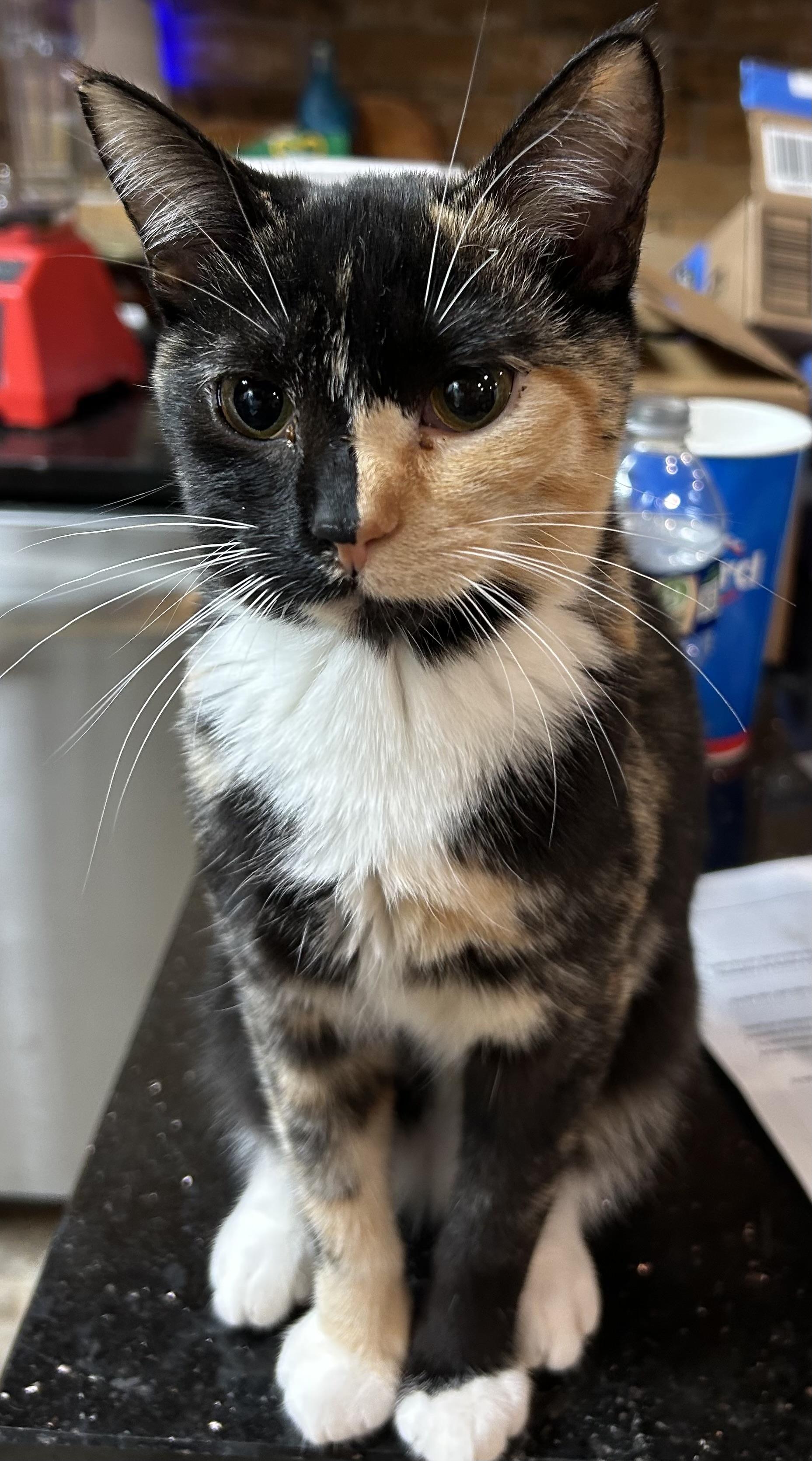 Josie