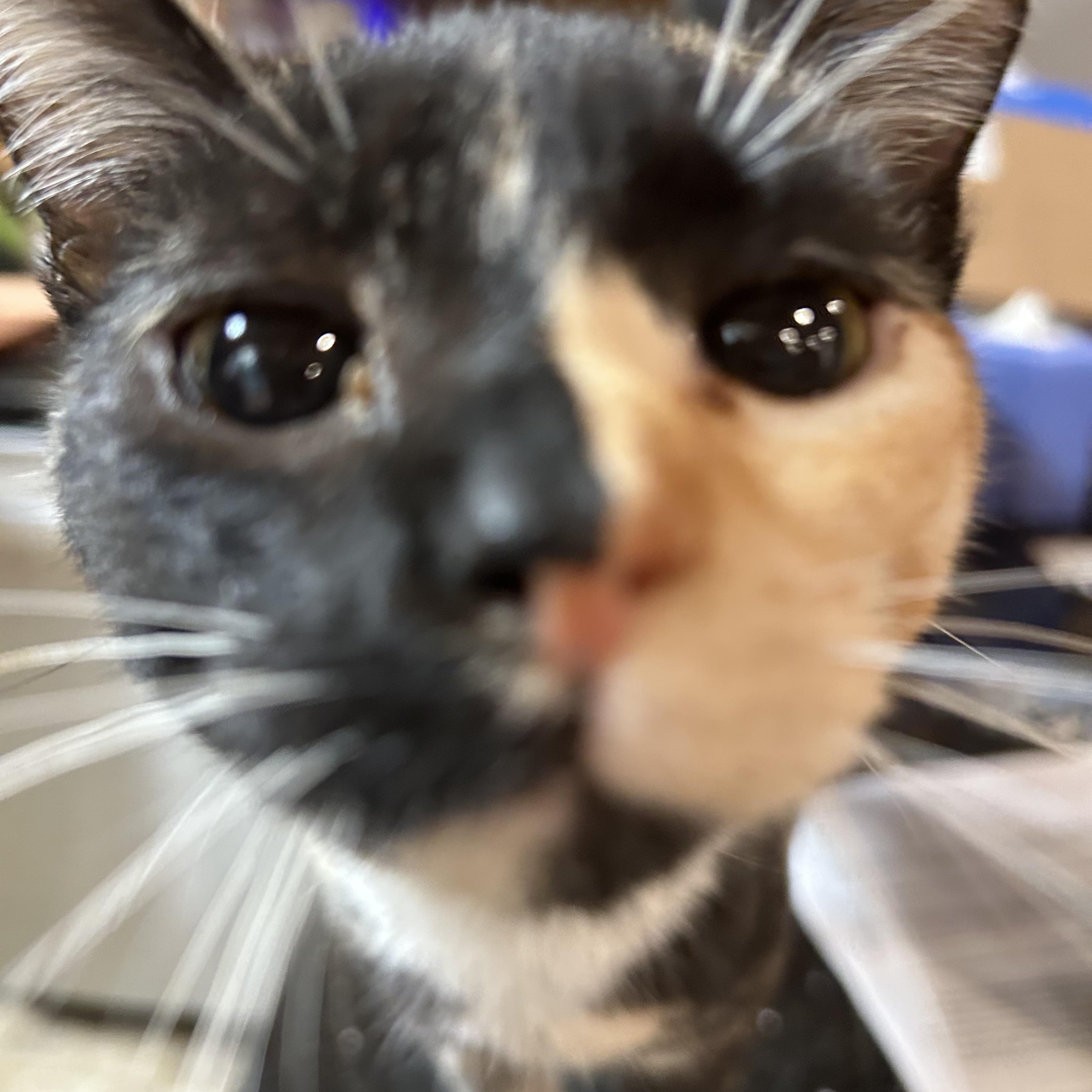 Josie