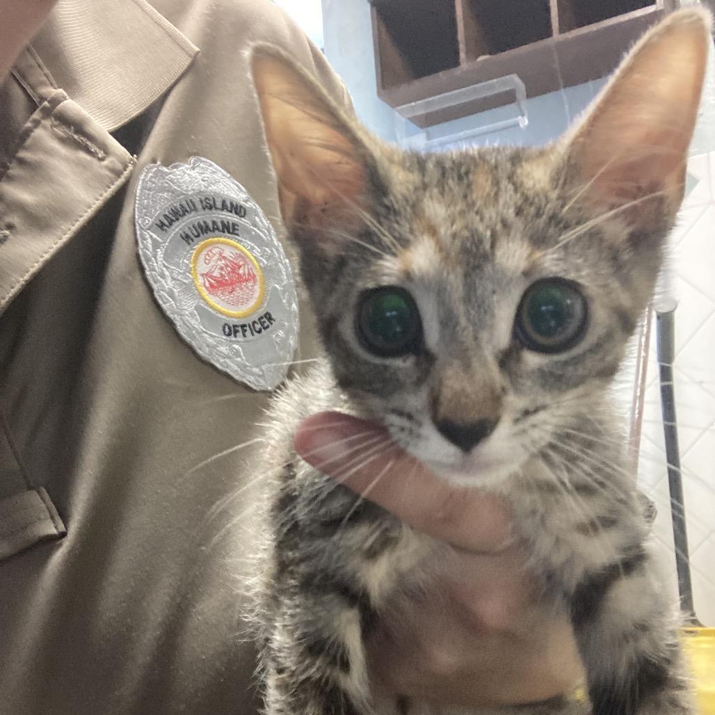 Goose Coha thumbnail 3