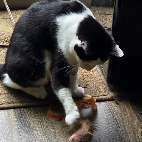 Oreo, a Adoptable American Shorthair in Columbus, OH image 2/6