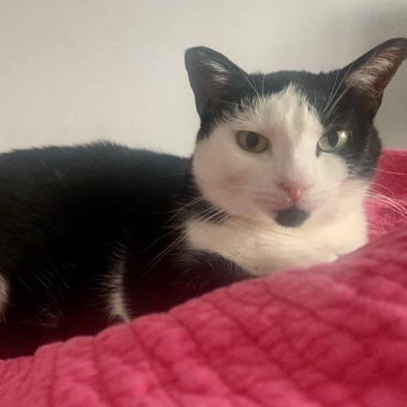 Oreo, a Adoptable American Shorthair in Columbus, OH image 3/6