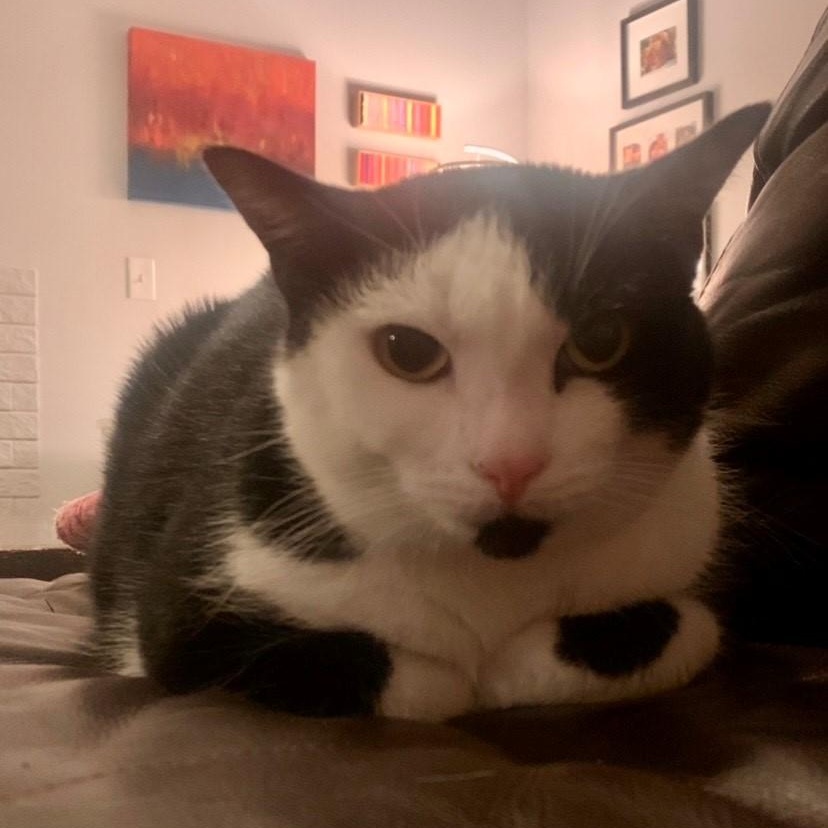 Oreo, a Adoptable American Shorthair in Columbus, OH image 4/6